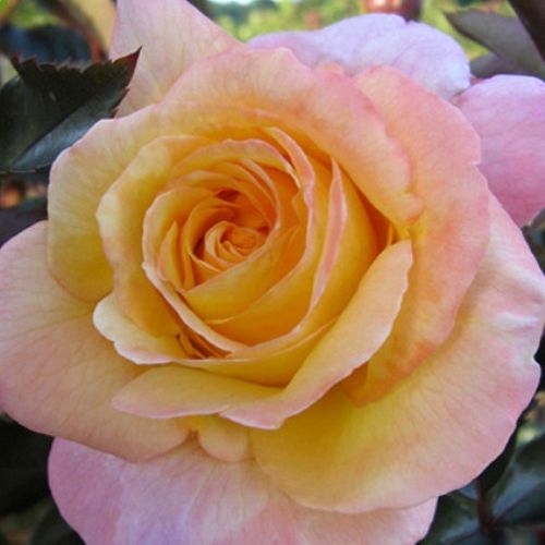 Teahibrid virágú - magastörzsű rózsafa - Rózsa - Repubblica Di San Marino - Online rózsa rendelés